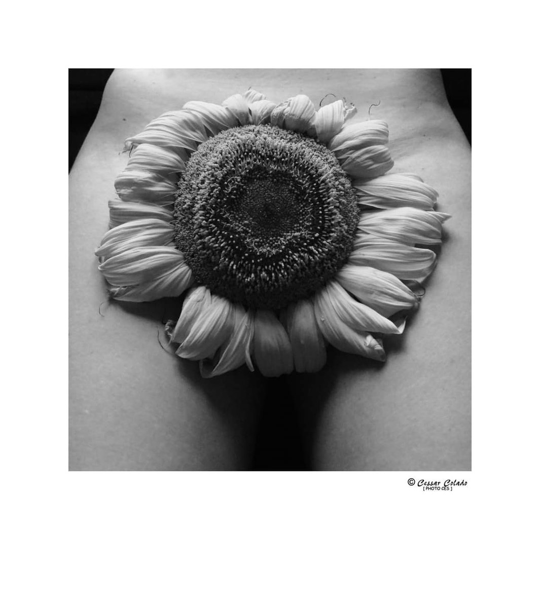 cescolado's tweet photo. "El sol de Vida"
A veces, el resurgir más profundo surge en los momentos de silencio.
#photoces #canon #miksang #miradas #looks #momentos #moments #sueños #dreams #composicion #composition #art #blancoynegro #blackandwhite #byn #pictorico #sol #resurgir #silencio #arte #foto https://t.co/xgPNj3ImXm