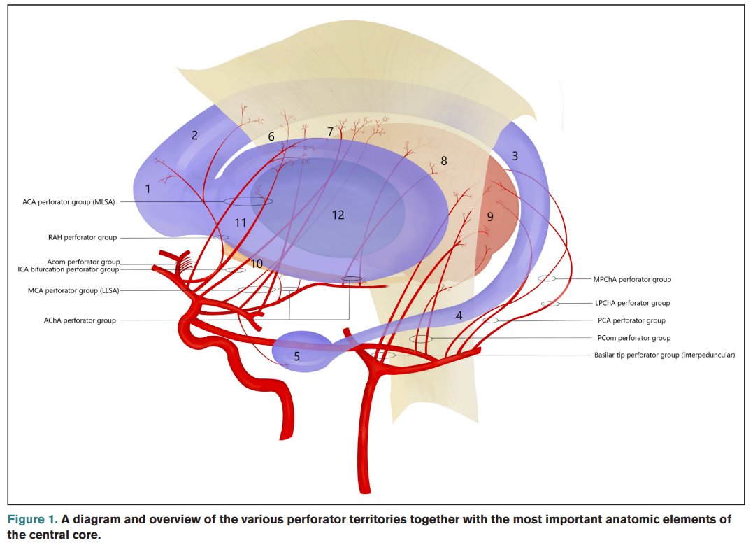 WorldStrokeEd's tweet photo. #Mondaytip

Deep Cerebral #Perforators, DCP
👉End-arteries that vascularize specific deep territories in central #core of hemispheres (BG, IC,  thalamus)
☝️DCP territories are highly #variable
☝️DCP anatomy: essential for understanding the #pathogenesis and consequences of stroke https://t.co/cHkW12KZhm