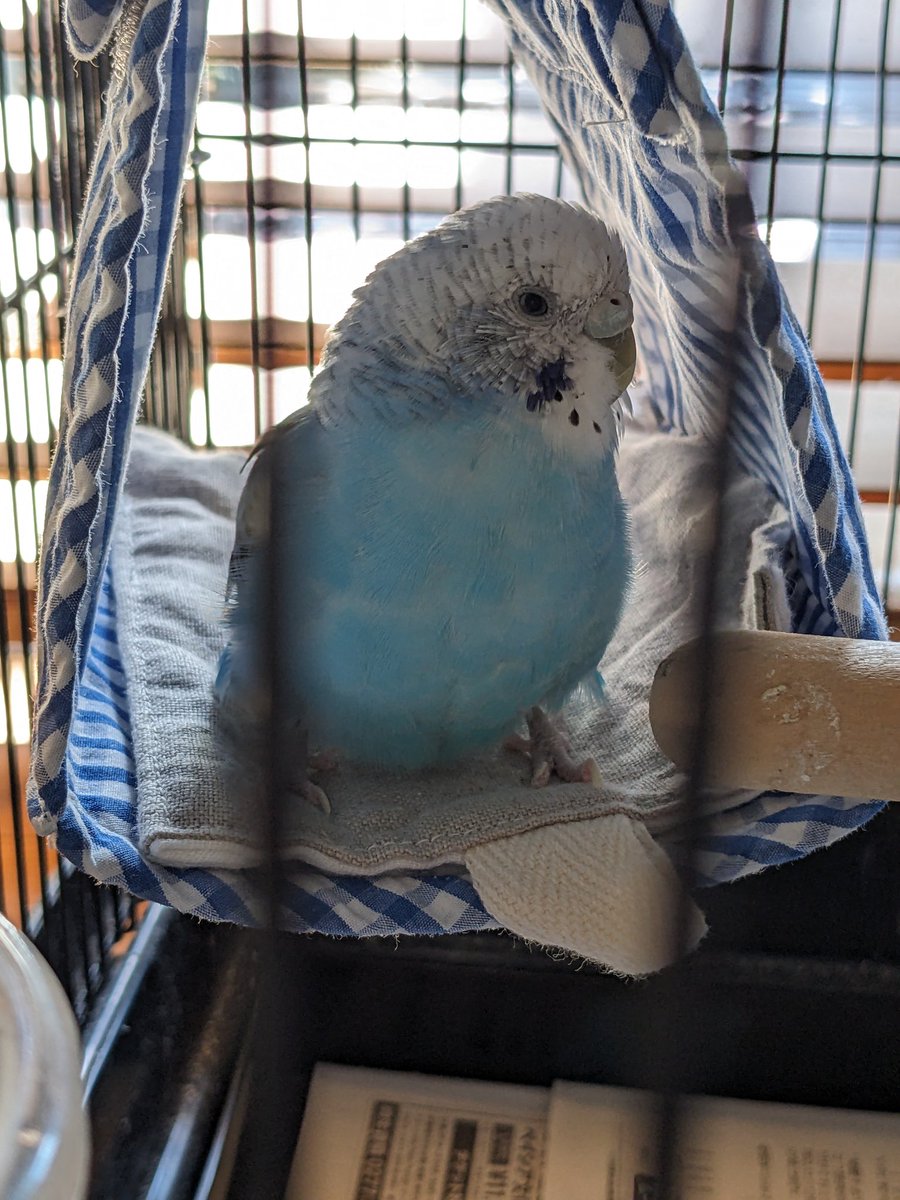 Birdtent77's tweet photo. おはようございます😊✨

今日も暑そう…😅

鳥たちはテントに入ってるとき、たまにペチャっとお尻をついて座ってるように見えるときがあります。

リラックスしてるようで、見ていてこちらも癒やされます😊

#バードテント
#minneで販売中 https://t.co/vogaTO45xA
