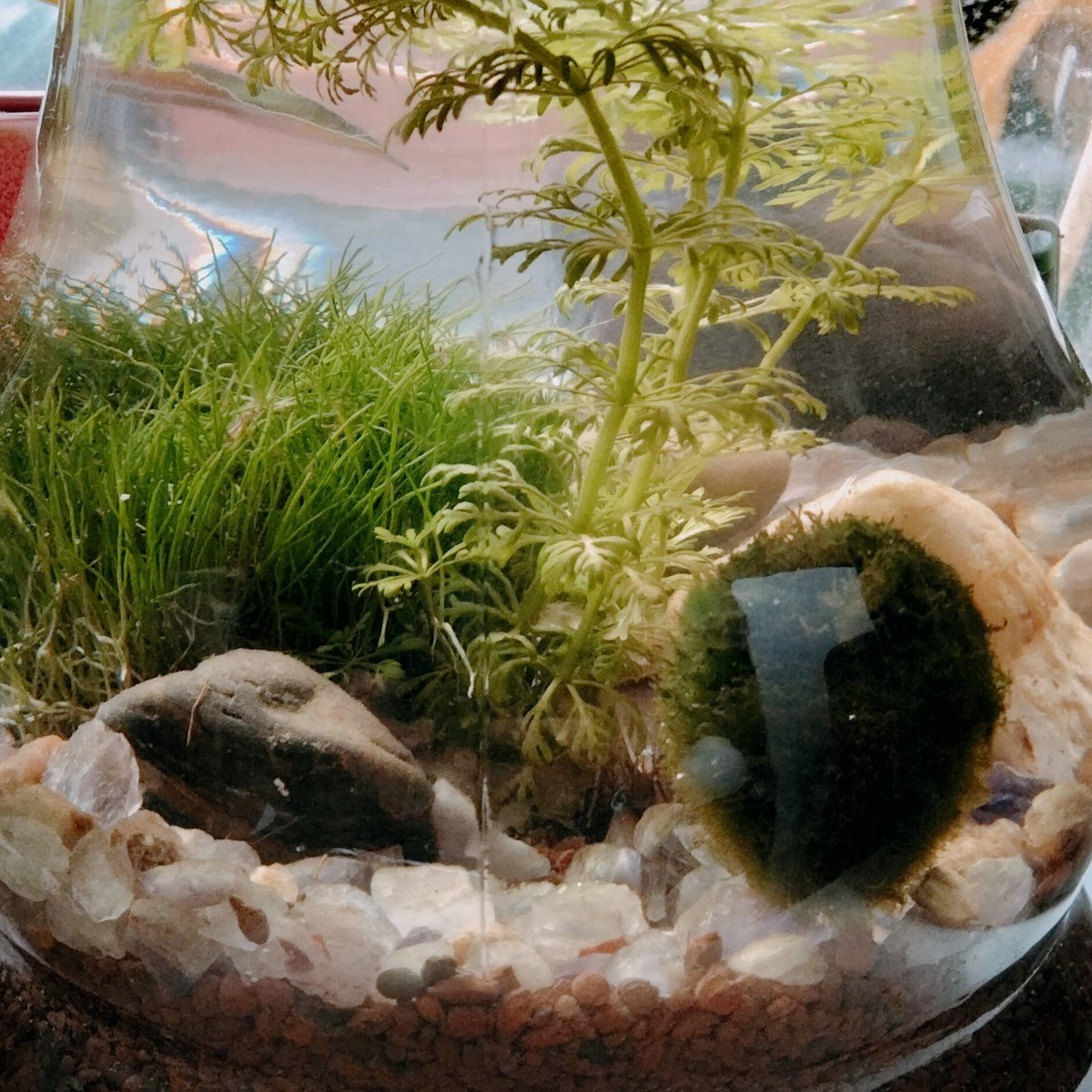 TheMossBall's tweet photo. @MossBallPets I'm well jel... Here I am in my underwater palace. #marimo #mossball https://t.co/v2kKFbdoAx