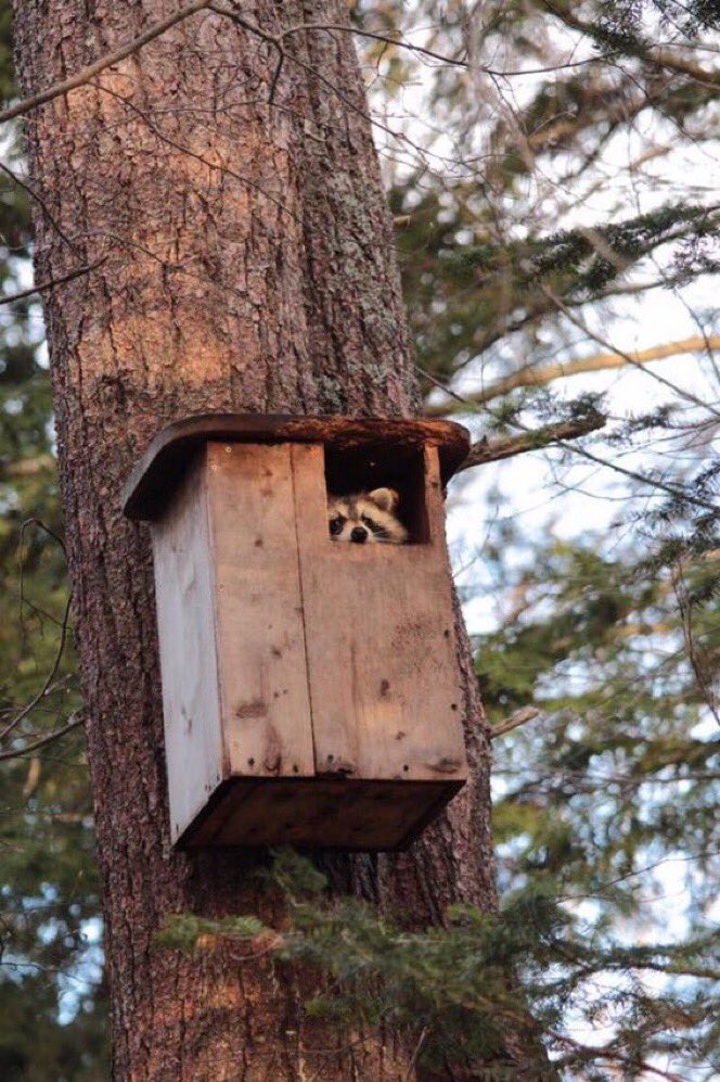 New HRM Rental Listing 
Bachelor
1x1 square foot 
No parking spot  
$2800+ utilities
No pets