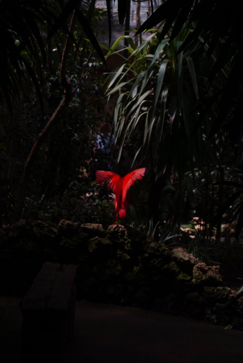 biscocho @MCM London tweet media