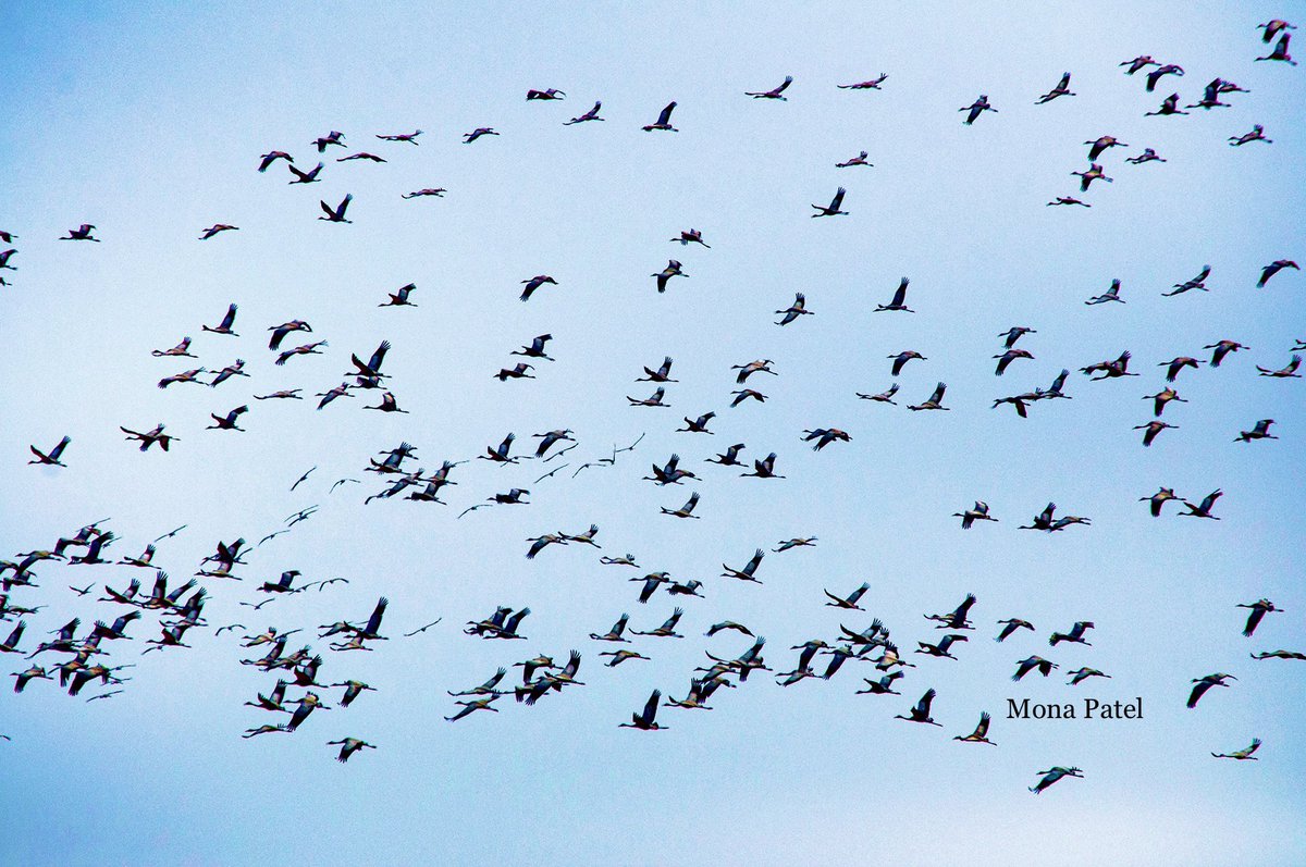 Sky Of Cranes …. 

#TholBirdSanctuary #Migratorybirds 
#BBCWildlifePOTD #ThePhotoHour 
#natgeoindia #Birds @GujaratTourism