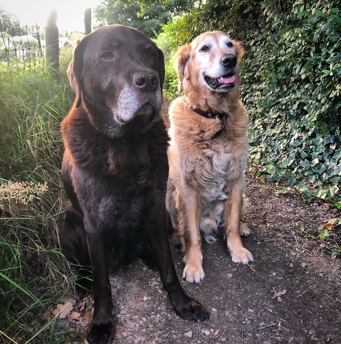 ‘We see ya after work…😎🙃’ #monday #work #goodmorning #buddies #frodo #mrcool #labradorlife #labradors #labrador #labradoroftheday #labradorworld #adogslife #chocolatelabradors #klaas #mrhappy #goldenretrievers #hometown #photography #thenetherlands