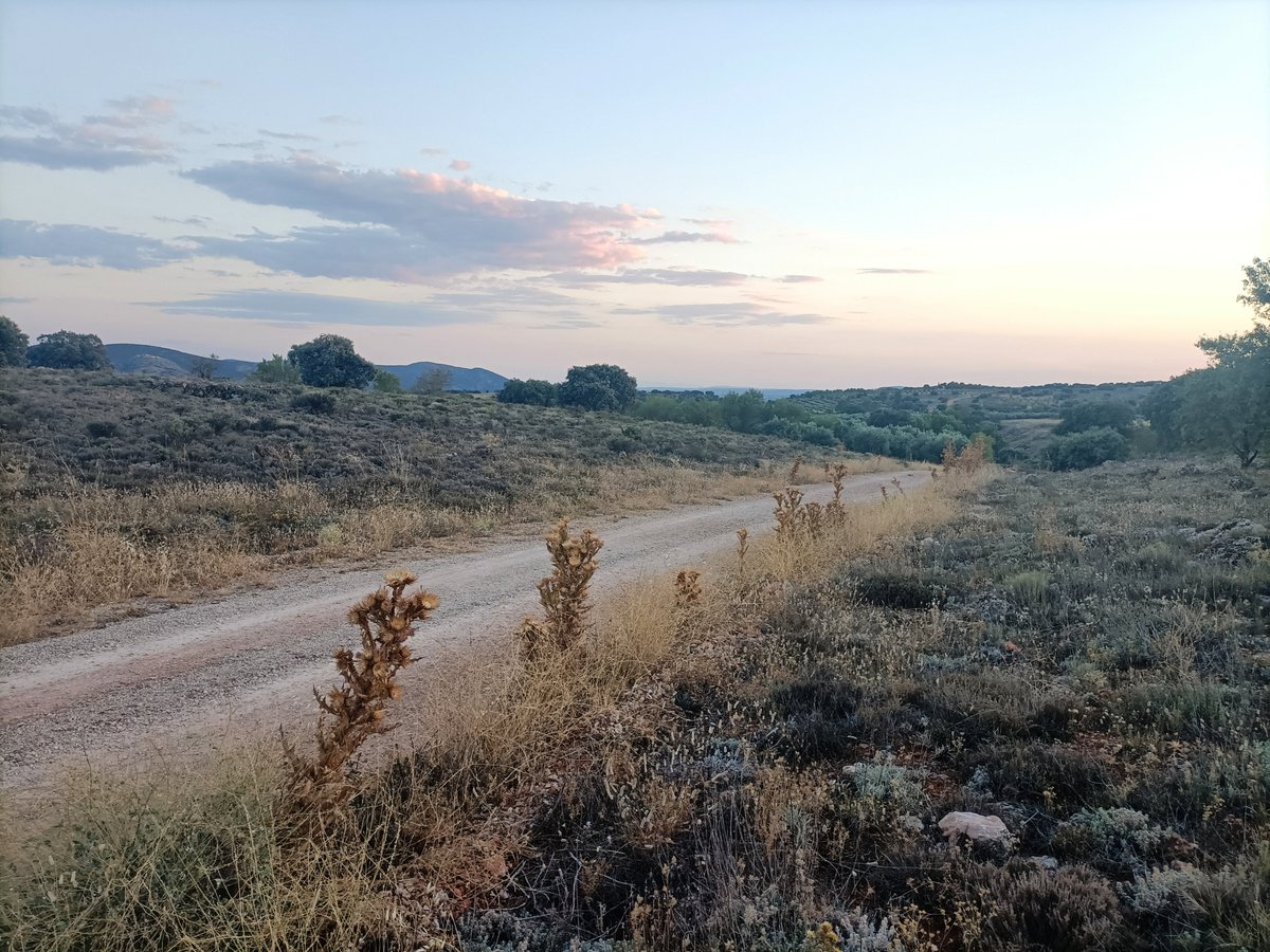 Camino con cardos borriqueros.