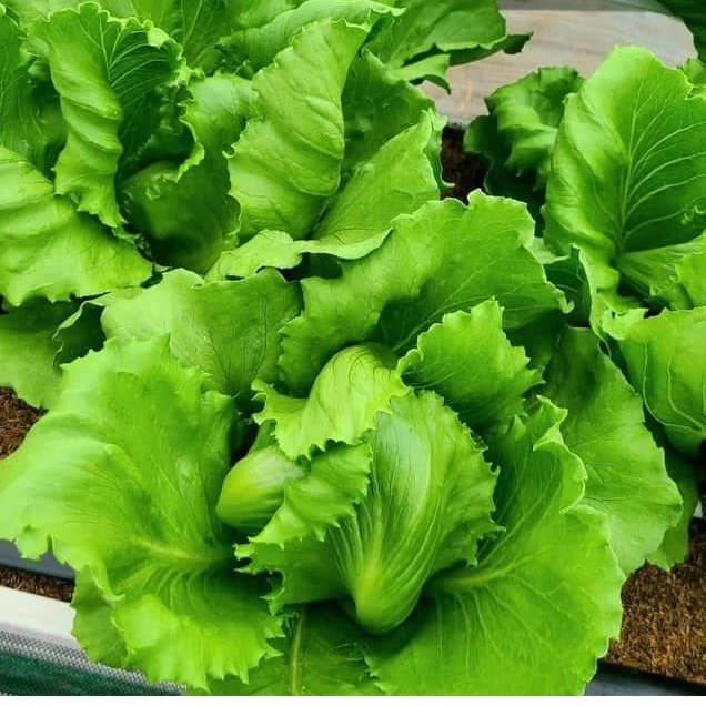 Happy New Week, dear farming family!  Let's kickstart this week with the vibrant and refreshing spirit of lettuce – just like our goals, it's crisp, green, and full of potential

Here's to embracing the new week
#seasonlessgreens
#farmtotable
#HappyNewWeek 
#CultivatingSuccess