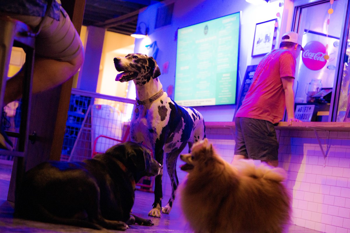 barkbarlr's tweet photo. 🥂👯✌️Twofer Tuesday ✌️👯🥂

Two dogs get in for the price of one every Tuesday!

Humans must be 21+, pups 4mos+, pre-register online:
https://t.co/06s3qX0Nm2 https://t.co/Mz5bKIbKAO