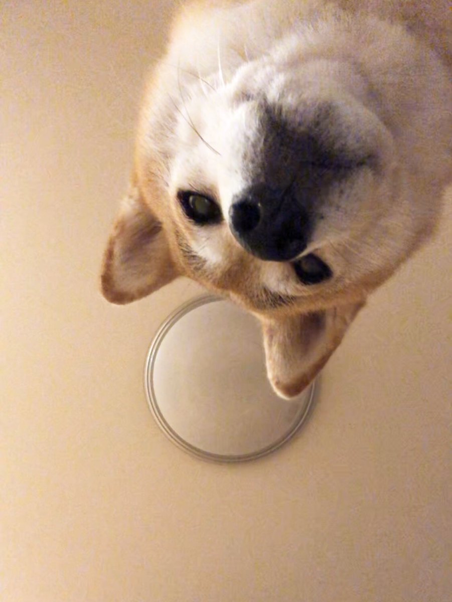 momonosekaiii's tweet photo. 【定期】飼い主が二度寝しないように監視する犬3:10am 「落ち着いて聞いてください」って言い出しそうなイヌ https://t.co/1k613wUSS5