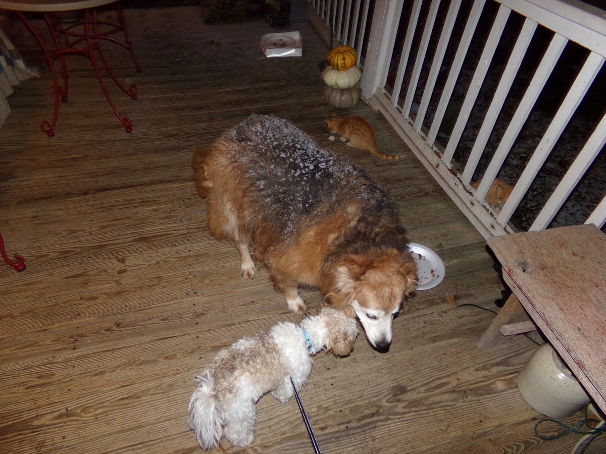 Daddy can't put too much words here cause his eyes are watering, he had to take work off to take biggie sis Mia to vet and leave her with them cause she is very sick with her stomach and her blood work came back about her liver being elevated. 😢