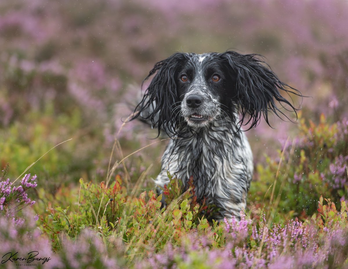 Karen Bangs Photography tweet media