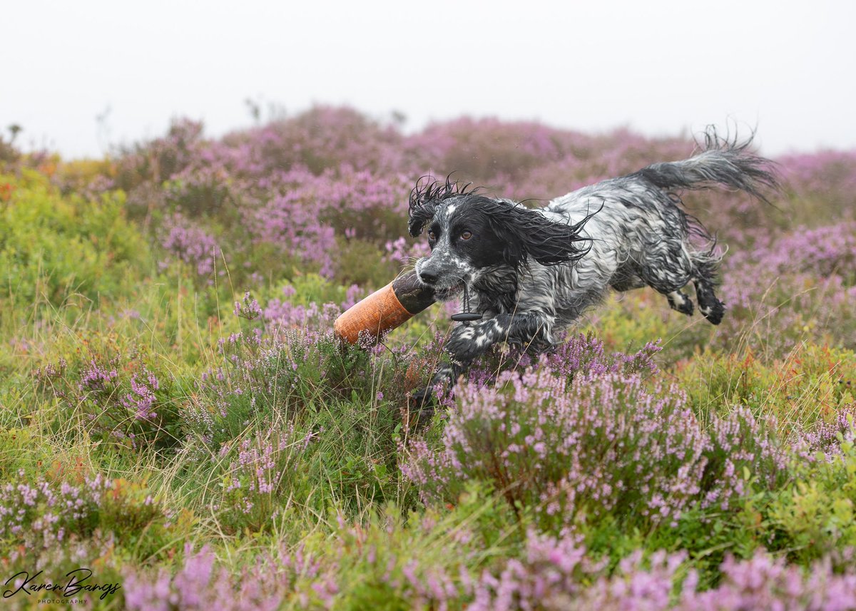 Karen Bangs Photography tweet media