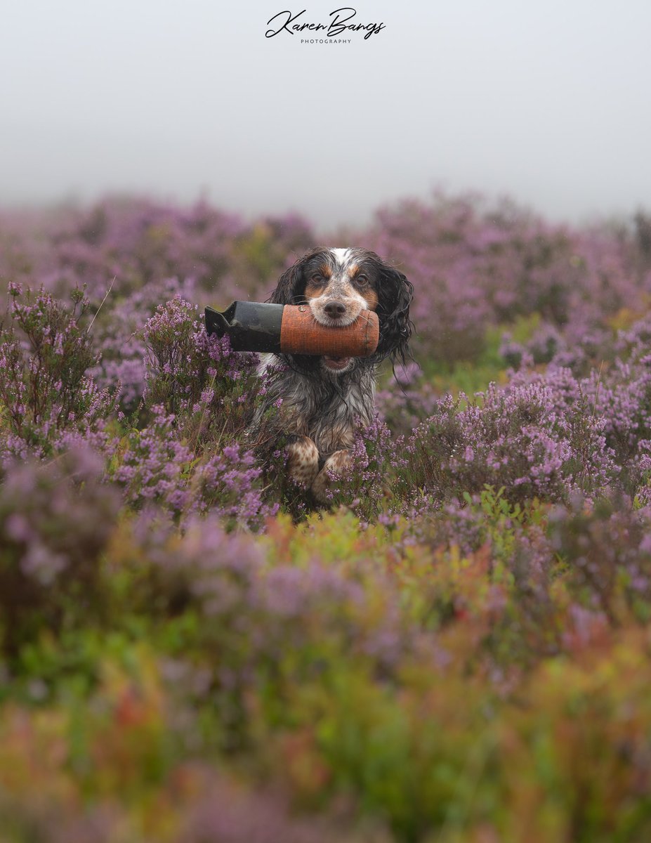 Karen Bangs Photography tweet media