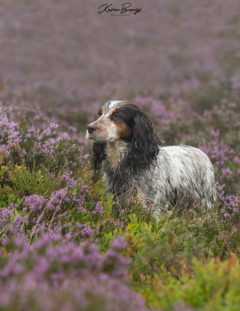 Karen Bangs Photography tweet media