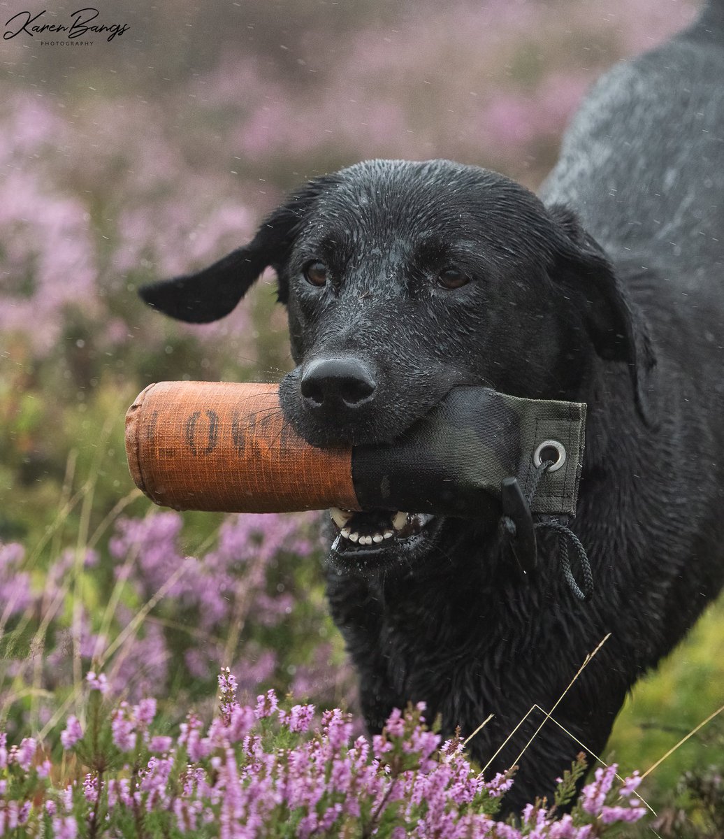 Karen Bangs Photography tweet media