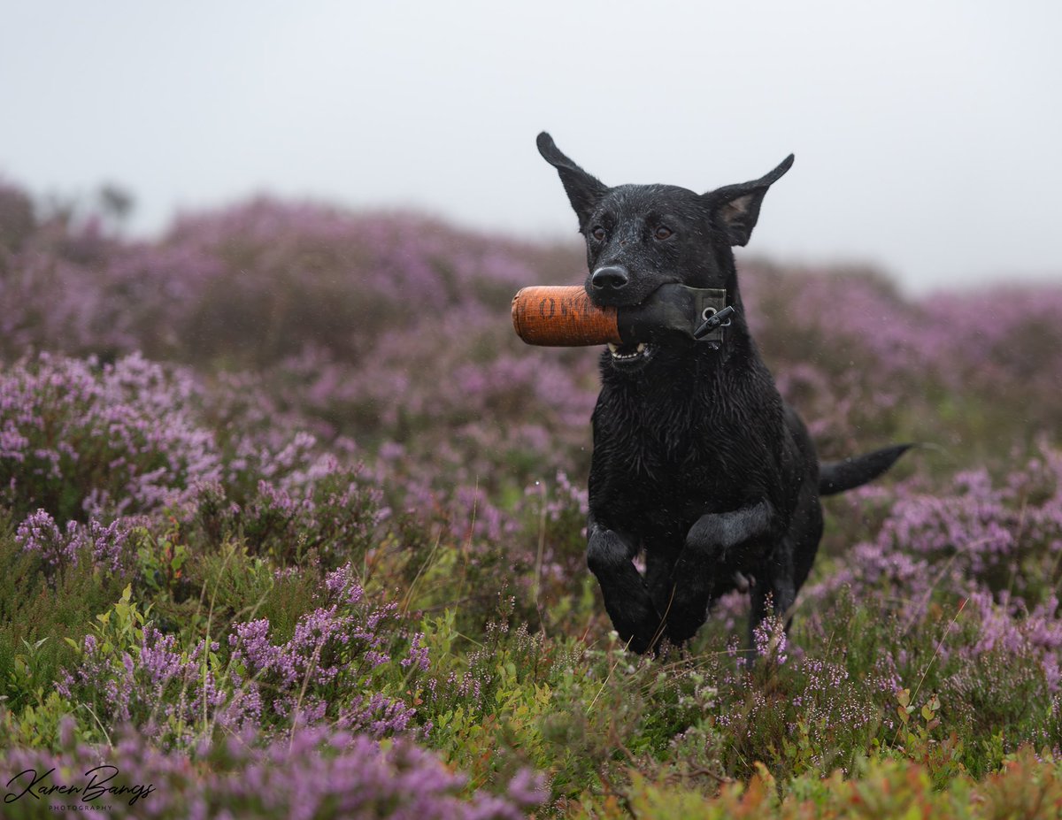 Karen Bangs Photography tweet media