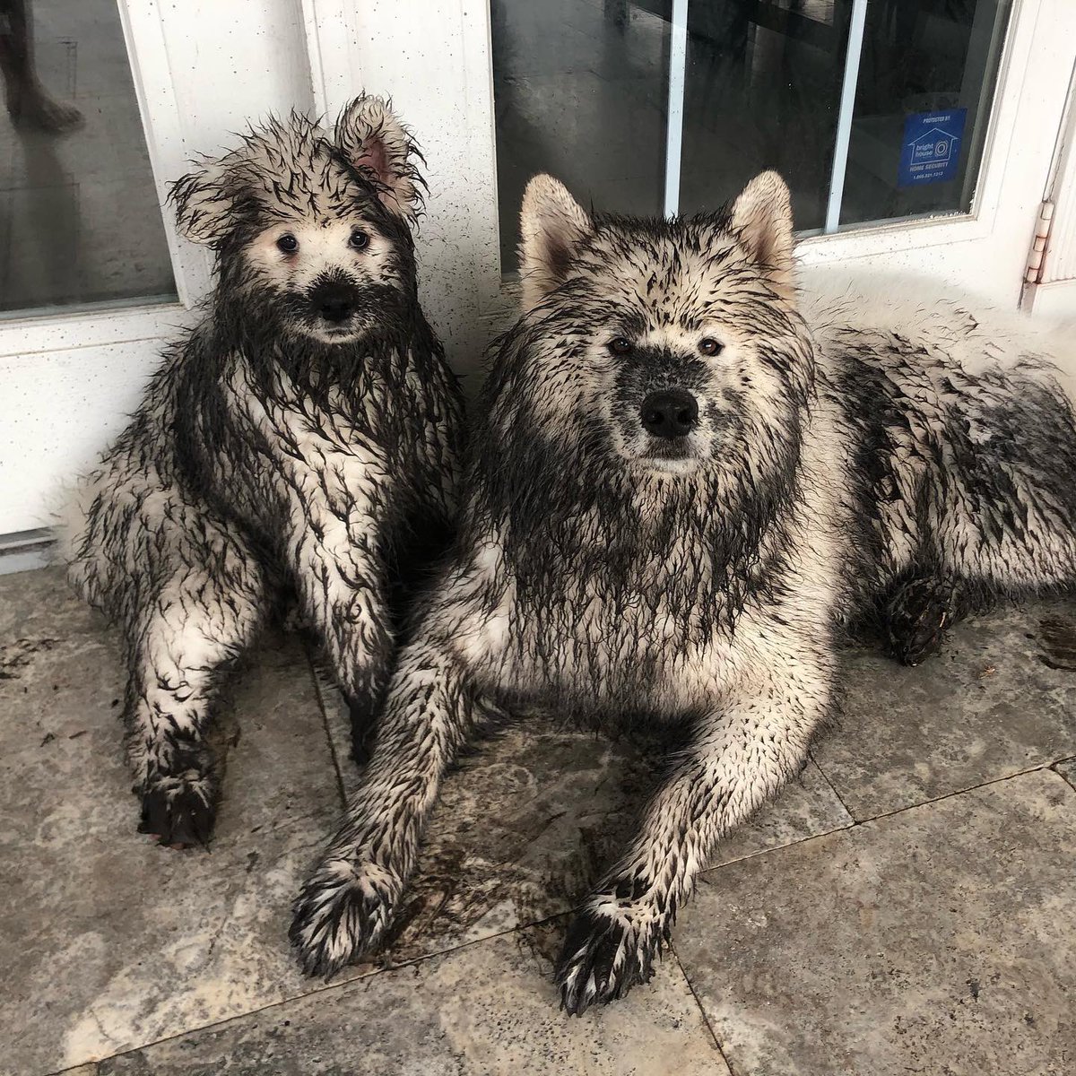 This is Finley and Felix. They were not playing in the mud. They were attacked by the mud. Came out of nowhere. 13/10 for both