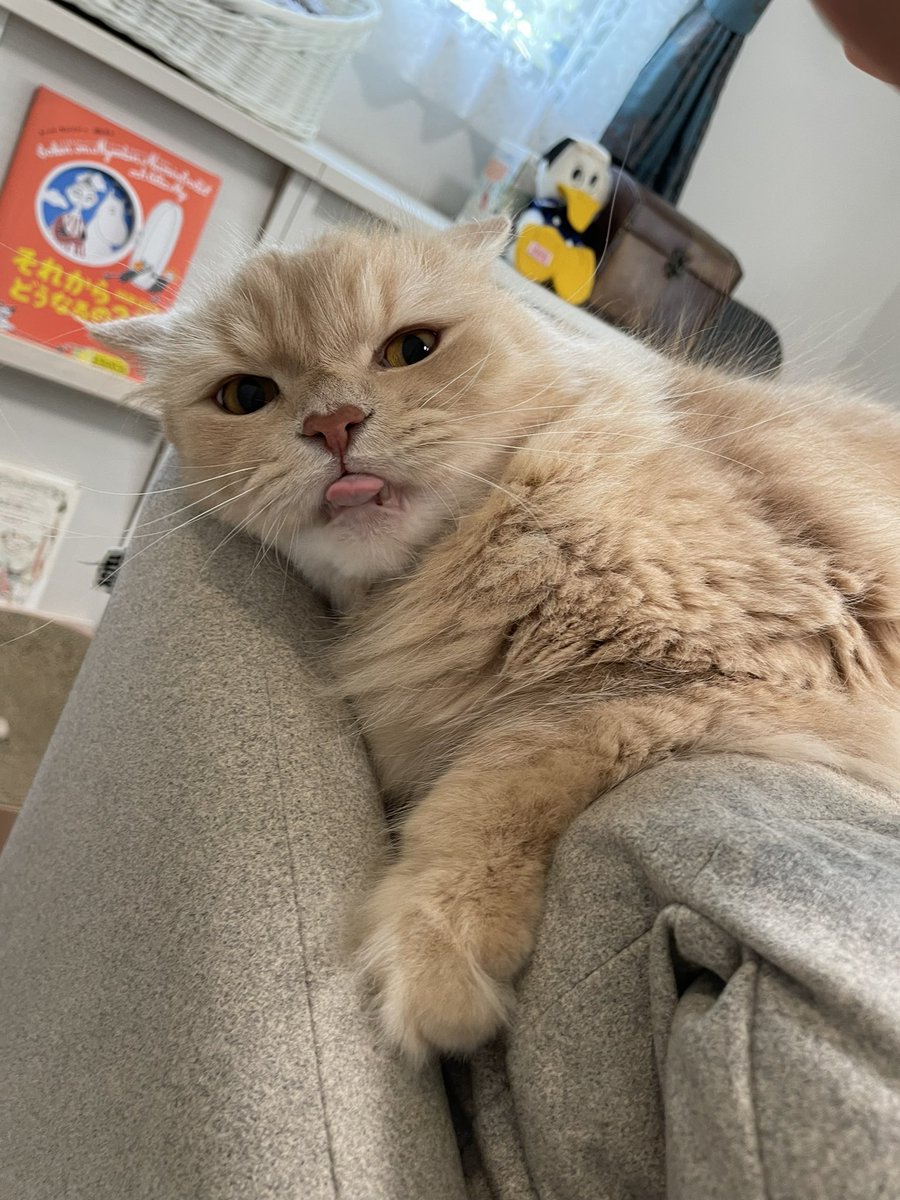 dinkydonaldo's tweet photo. Tuesday cat🐈(😸👅&昨日は夕食後に10.45k。ノンストップで無理なくジョグ的なペースで走りました。ウェアは去年スポーツオーソリティで買ったやつ、ポイントは🐯です。今日も無理せずやっていきましょう〜) #cloudgo https://t.co/sPyvyM4P0z
