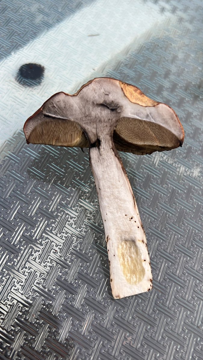 ghostpipesjam's tweet photo. @AK_BridgeLake Would you look at that! Turns out it was helpful, haha. Looks like Leccinum versipelle, flesh showed pinkish red on exposure, turning purplish black. Thanks for the nudge to follow through with the ID😊 https://t.co/bBJUTtalAF