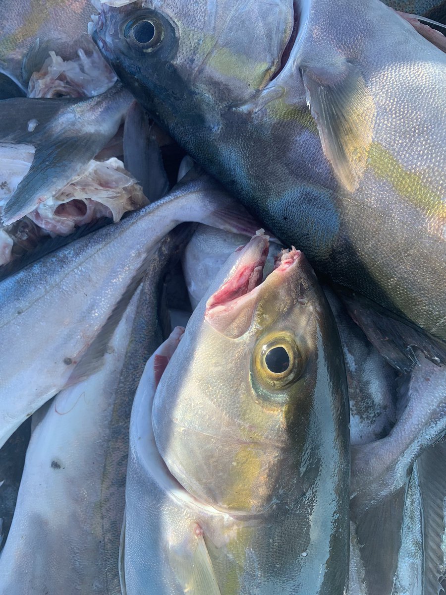 papafishing7's tweet photo. おはようございます！

全国の漁業や養殖関係の方にお聞きしたいんですが

カンパチの養殖をやっています！！

口がただれる病気が発生していて

原因がわかりません

原因や病名などわかる方いらっしゃいませんか？？？

教えてください

皆様拡散して頂けると助かります！

よろしくお願いします。 https://t.co/eUv6OL8EZg
