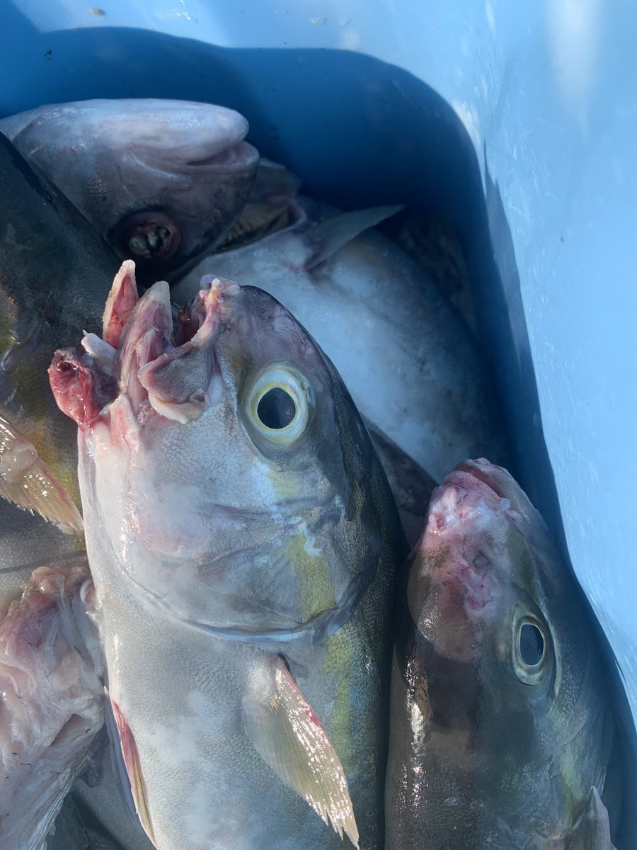 papafishing7's tweet photo. おはようございます！

全国の漁業や養殖関係の方にお聞きしたいんですが

カンパチの養殖をやっています！！

口がただれる病気が発生していて

原因がわかりません

原因や病名などわかる方いらっしゃいませんか？？？

教えてください

皆様拡散して頂けると助かります！

よろしくお願いします。 https://t.co/eUv6OL8EZg