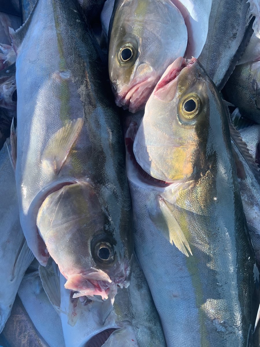 papafishing7's tweet photo. おはようございます！

全国の漁業や養殖関係の方にお聞きしたいんですが

カンパチの養殖をやっています！！

口がただれる病気が発生していて

原因がわかりません

原因や病名などわかる方いらっしゃいませんか？？？

教えてください

皆様拡散して頂けると助かります！

よろしくお願いします。 https://t.co/eUv6OL8EZg
