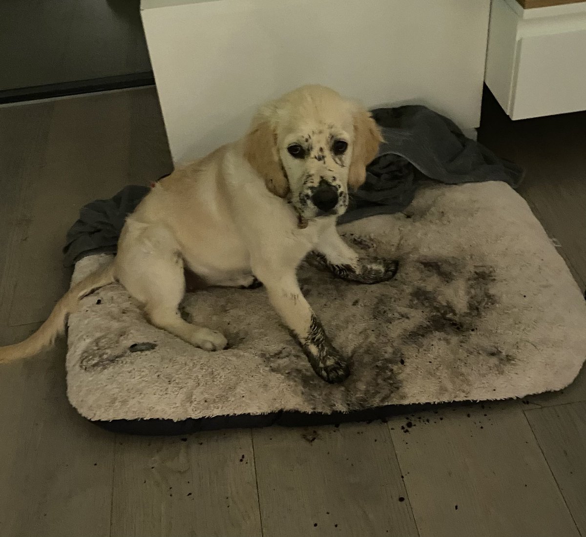 Dara Ó Briain tweet media