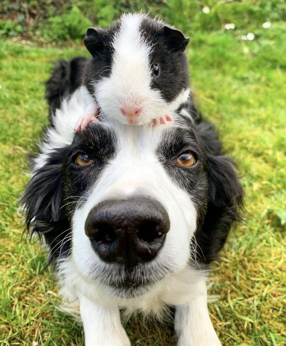 TheAdorablePics's tweet photo. https://t.co/wAW7IMo1Lu