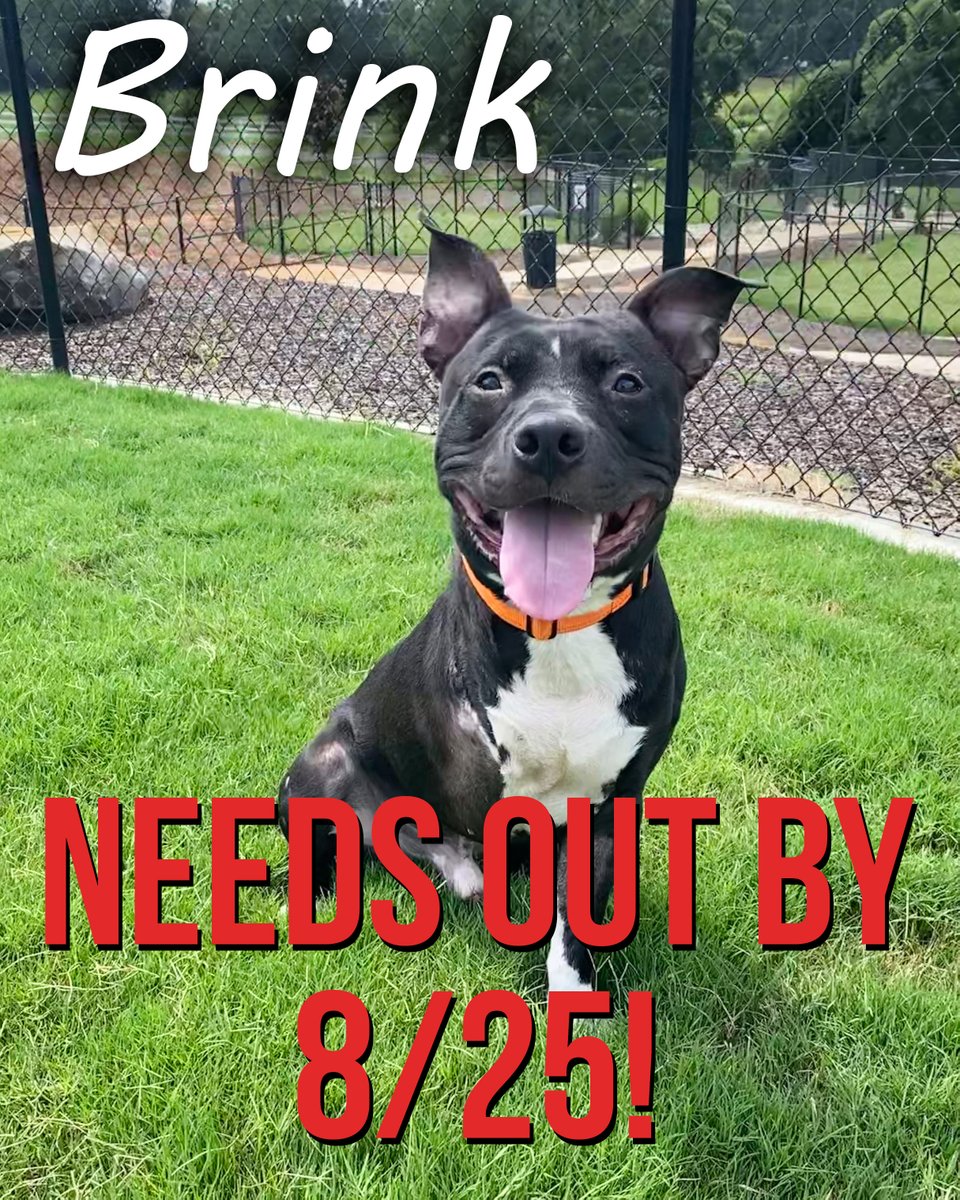 ACAS_PAWS's tweet photo. 🚨BRINK NEEDS A FOSTER OR ADOPTER BY 8-25!🚨
Sadly, he is getting really stressed out in his kennel and is declining. If you want to meet Brink and give him the happy life he deserves, he'll be waiting for you at Anderson County PAWS, open M, T, Th, F & Sat. 12 - 5! https://t.co/wvEaLkqxai