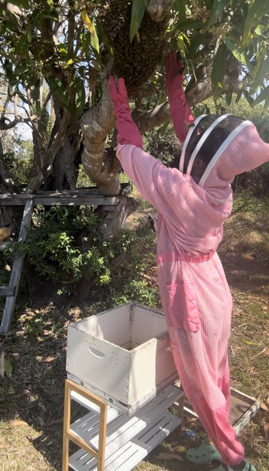 I single handedly caught my bees who decided to split from the hive in my backyard and swarm. This was