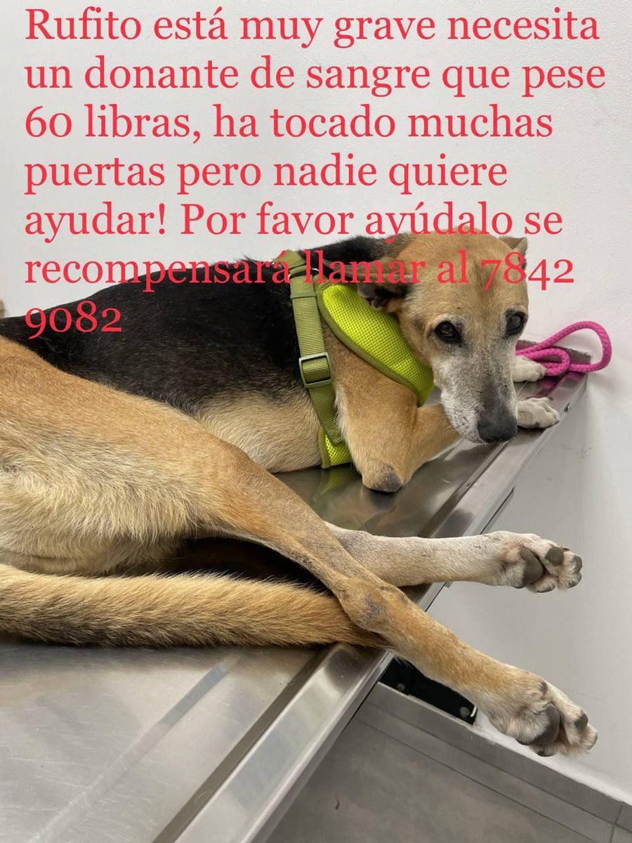 RT🙏
URGE!
Encontrar donante de sangre para Rufito
Su familia está muy preocupada, está muy grave.
El donante debe tener menos de 7 años, pesar 60 libras, vacunas al día y con buena salud
contactar a Patricia Rivas al 7842 9082.