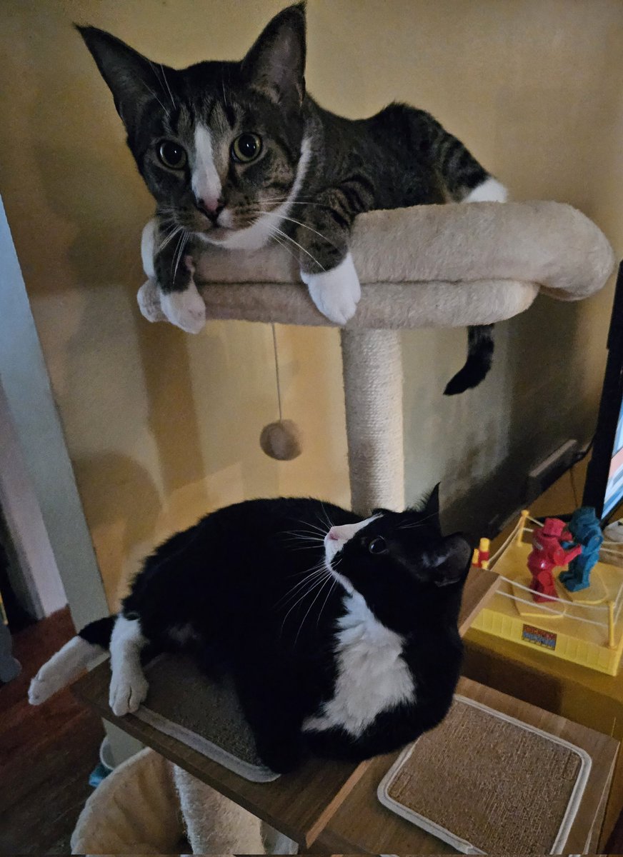BiggieandEd's tweet photo. Hi everyone! We just want to wish you a wonderful week 😻 https://t.co/1K5uVRkxbv