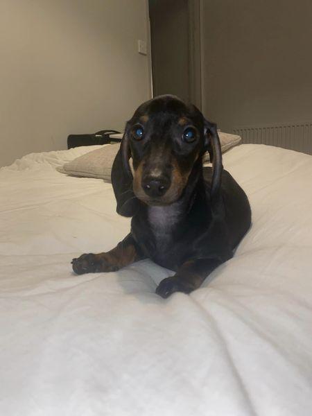The_Animal_Team's tweet photo. Cecil the miniature #Dachshund has escaped in the night (Sunday 20th August) around #LondonRoad/ #SpringfieldRoad area, #StLeonardsOnSea #EastSussex Please keep 👀 peeled if you're in that area. Black/Brown, bits of ear missing. https://t.co/lNFe93vzja #MissingDog #MiniDachshund https://t.co/1zhEM6kEkU