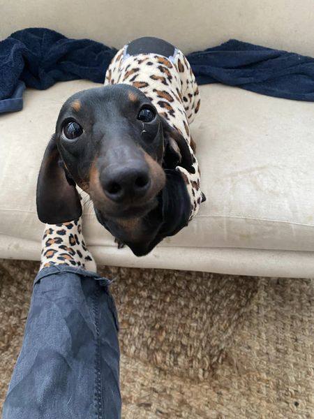 The_Animal_Team's tweet photo. Cecil the miniature #Dachshund has escaped in the night (Sunday 20th August) around #LondonRoad/ #SpringfieldRoad area, #StLeonardsOnSea #EastSussex Please keep 👀 peeled if you're in that area. Black/Brown, bits of ear missing. https://t.co/lNFe93vzja #MissingDog #MiniDachshund https://t.co/1zhEM6kEkU