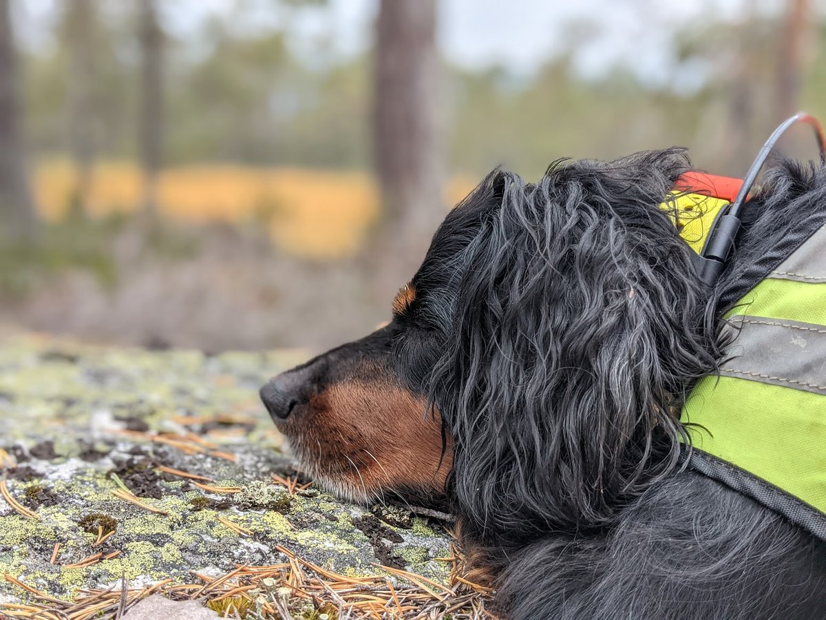 HuntersComp's tweet image. Metsästäjät Suomessa, HuntersCompanion on nyt saatavilla! Kirjaa ja jaa metsästyshetkesi. Tervetuloa!
---------
For our English speakers: We're now available in Finland! 🔗 hunterscompanion.com 
#Metsästys #Metsästyskaus #Hirvimetsästys #Riista #Hunting #Suomi #Finland