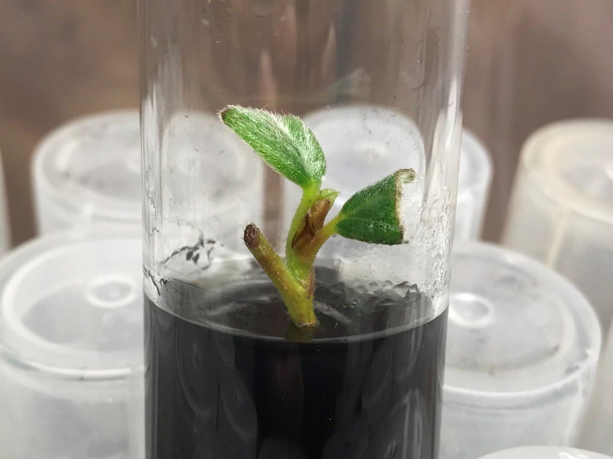 Channel Islands Restoration tweet media