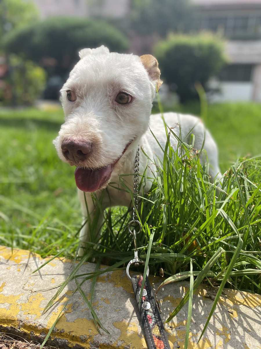 HELA_MORE's tweet photo. Hoy iban a conocer a Jimmy y Wendy para una posible adopción,pero los dejaron plantados 😔
No hagan eso por favor,solo juegan con el tiempo de la gente y las ilusiones de nuestros rescatados 🥺
Ellos ya merecen un hogar,es tan frustrante estar rogando para que los adopten 😭 CDMX https://t.co/R7htWSjJyX