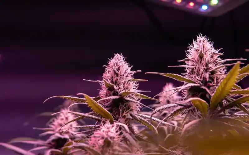 THEMMEXCHANGE's tweet photo. Ohio Rec MJ Market Could Generate $275-403M in Taxes in First Five Years 

https://t.co/Z5je4TtKBZ #MME #marijuana #cannabis #Ohio https://t.co/9spu1y4sRc