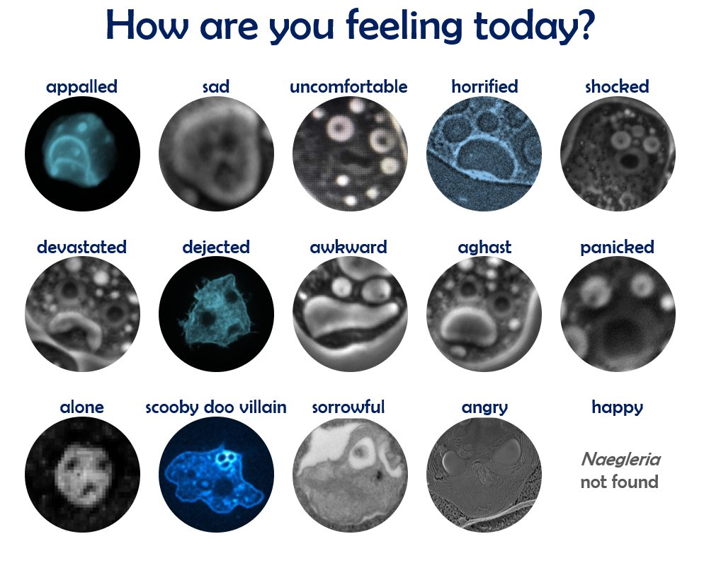 Happy (or not?) #MicroscopyMonday!
I made a chart out of all the amoeba faces I've found to put on the lab fridge. Unfortunately, happy faces are not an observable phenotype for Naegleria.