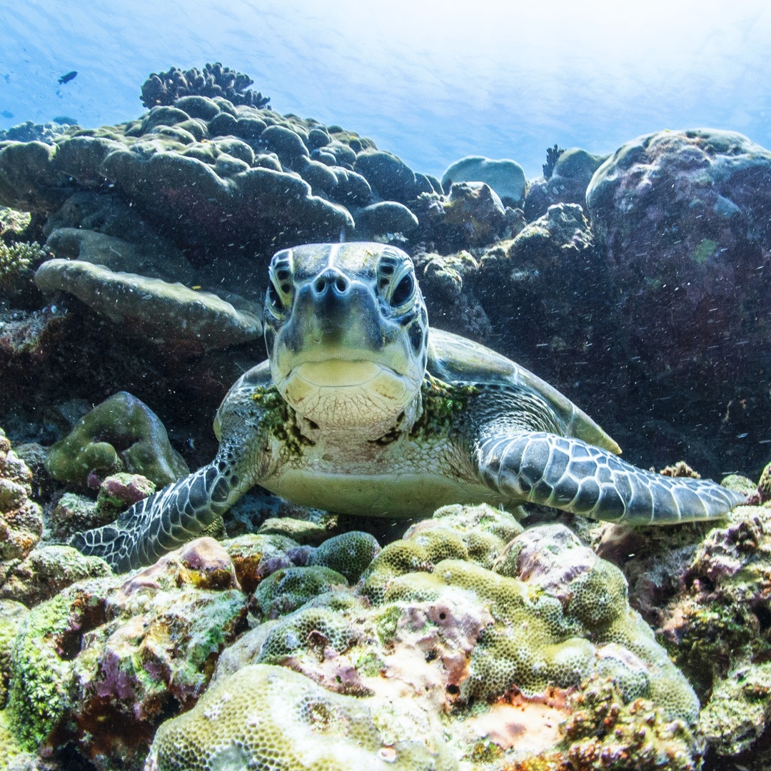 Countless marine species call the sea their home, including areas like #CoralReefs. Here are a few ways to reduce your impact on reefs:

⚓️ Avoid anchoring your boat on them
☀️ Try #ReefSafe sunscreen like <a href="/Stream2Sea/">Stream2Sea 🦈</a>
🌱 Don't overuse fertilizer, which ends up polluting the ocean