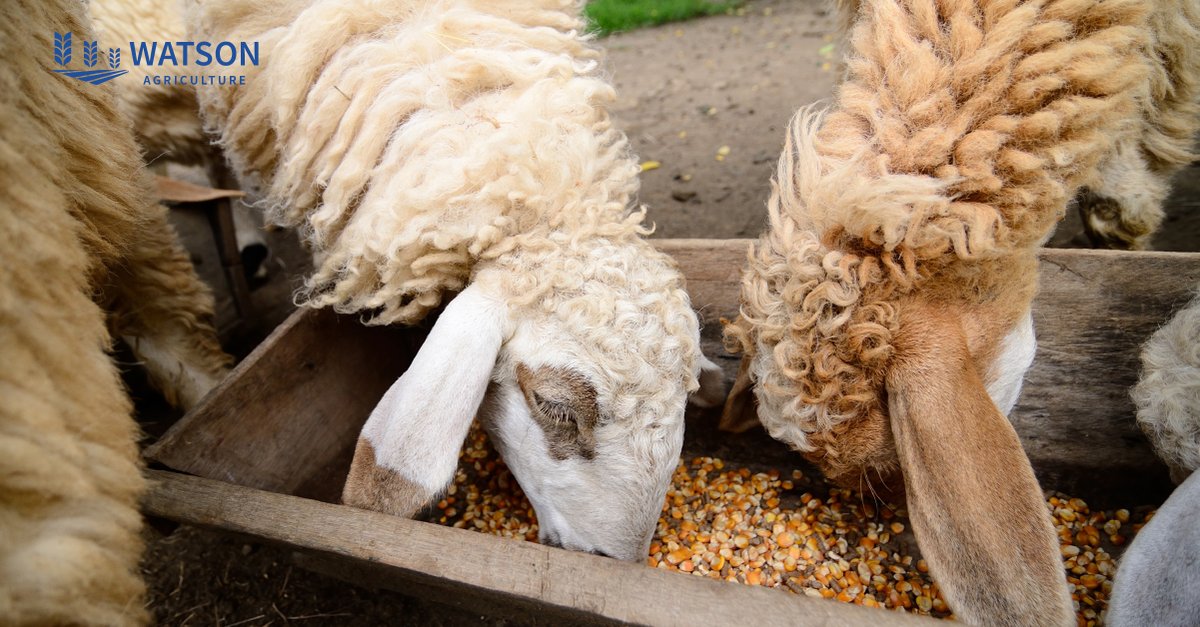 Nourish your animals with top-quality feed! Trust our rigorous selection process to deliver the highest quality bulk grain, ensuring their health and well-being. Learn more: watsonagriculture.com.au/bulk-grain/ 
#WatsonAgriculture #CattleFarming #BulkGrain