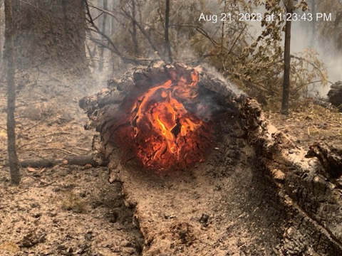 CaltransDist1's tweet photo. Mon. Aug. 21 update: #US199 remains closed in #DelNorteCounty from Myrtle Creek Bridge near Hiouchi to the Oregon border (PM 7.1-36.4) due to the #SmithRiverComplexFire. No estimated time of reopening. Latest info: https://t.co/faudYOtp7p.
📷: Fires burn near roadway around 1pm https://t.co/jNfgeH4KG2