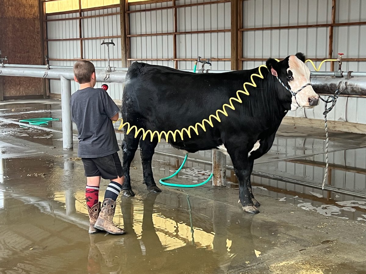 TheDailyCowman's tweet photo. This kids mismatched socks have driven his grandma (my bride) crazy all summer 🤣

If you are going to show in this family you are going to do some #BaldyPorn 

#TheWorldIsMyAmusementPark 
#CountyFair #BestWeekOfSummer https://t.co/ifyJFoZ4Fq