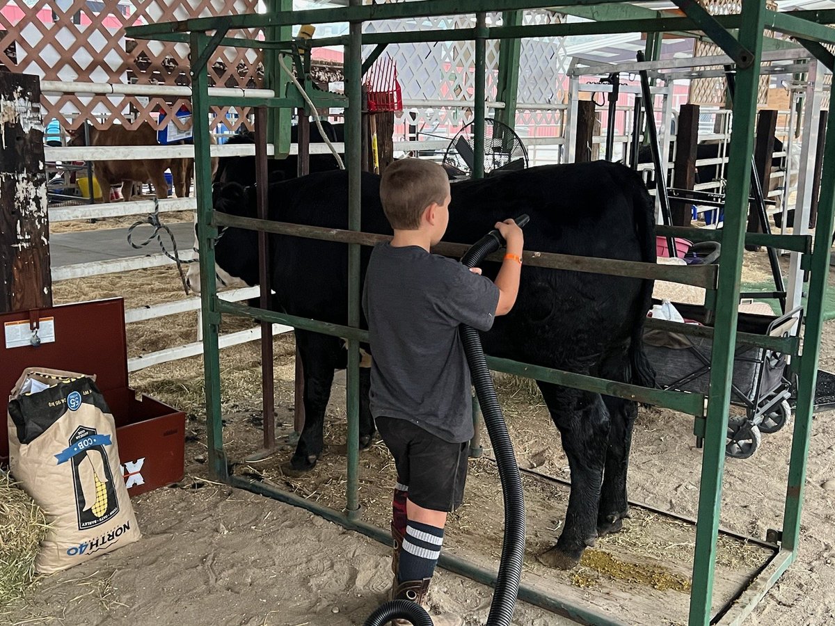 TheDailyCowman's tweet photo. This kids mismatched socks have driven his grandma (my bride) crazy all summer 🤣

If you are going to show in this family you are going to do some #BaldyPorn 

#TheWorldIsMyAmusementPark 
#CountyFair #BestWeekOfSummer https://t.co/ifyJFoZ4Fq