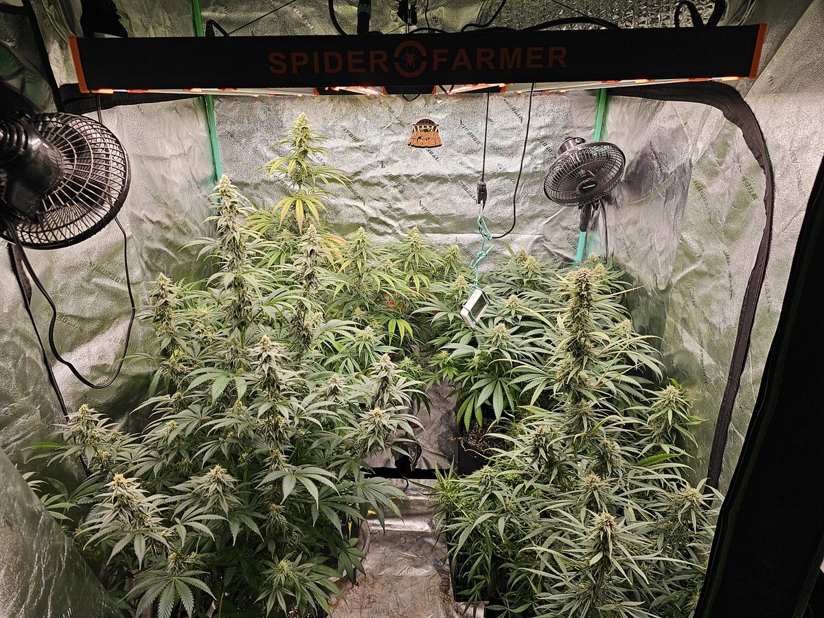 A little less crowded under the <a href="/spiderfarmerled/">Spider Farmer LED</a> SE5000 since harvesting the Quikz. 🤘😁
#spiderfarmer #growyourown #CannabisCommunity #Mmemberville