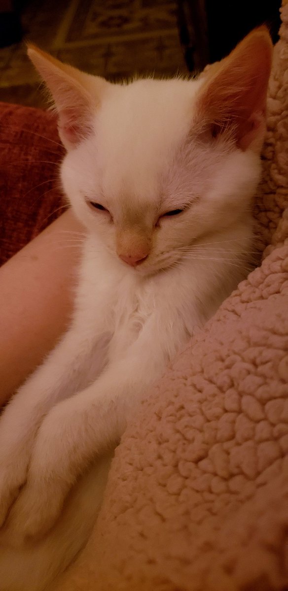 Just pulled a leg muscle. Was sitting on the floor with a kitten sleeping in my arms like a baby and I tried to stand without waking her.

I clearly had no choice.