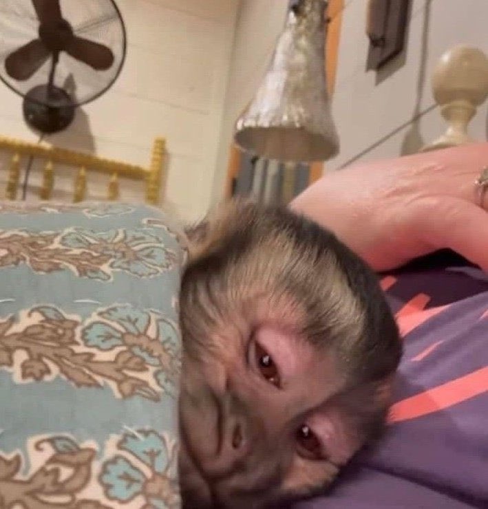 si el 21 de septiembre no me regalan flores amarillas me mato