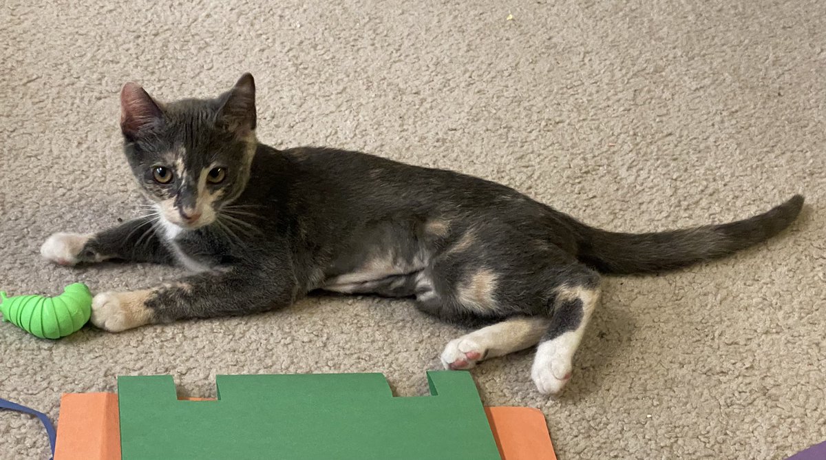 Tazsul's tweet photo. Got new kittens, both are sweeties.

Hazel (Tortoise)
Fox (Orange Tabby) https://t.co/YJuqBpaXJ3