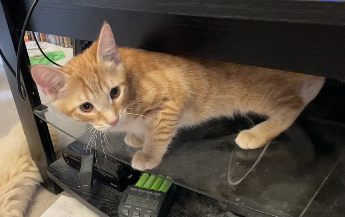 Tazsul's tweet photo. Got new kittens, both are sweeties.

Hazel (Tortoise)
Fox (Orange Tabby) https://t.co/YJuqBpaXJ3