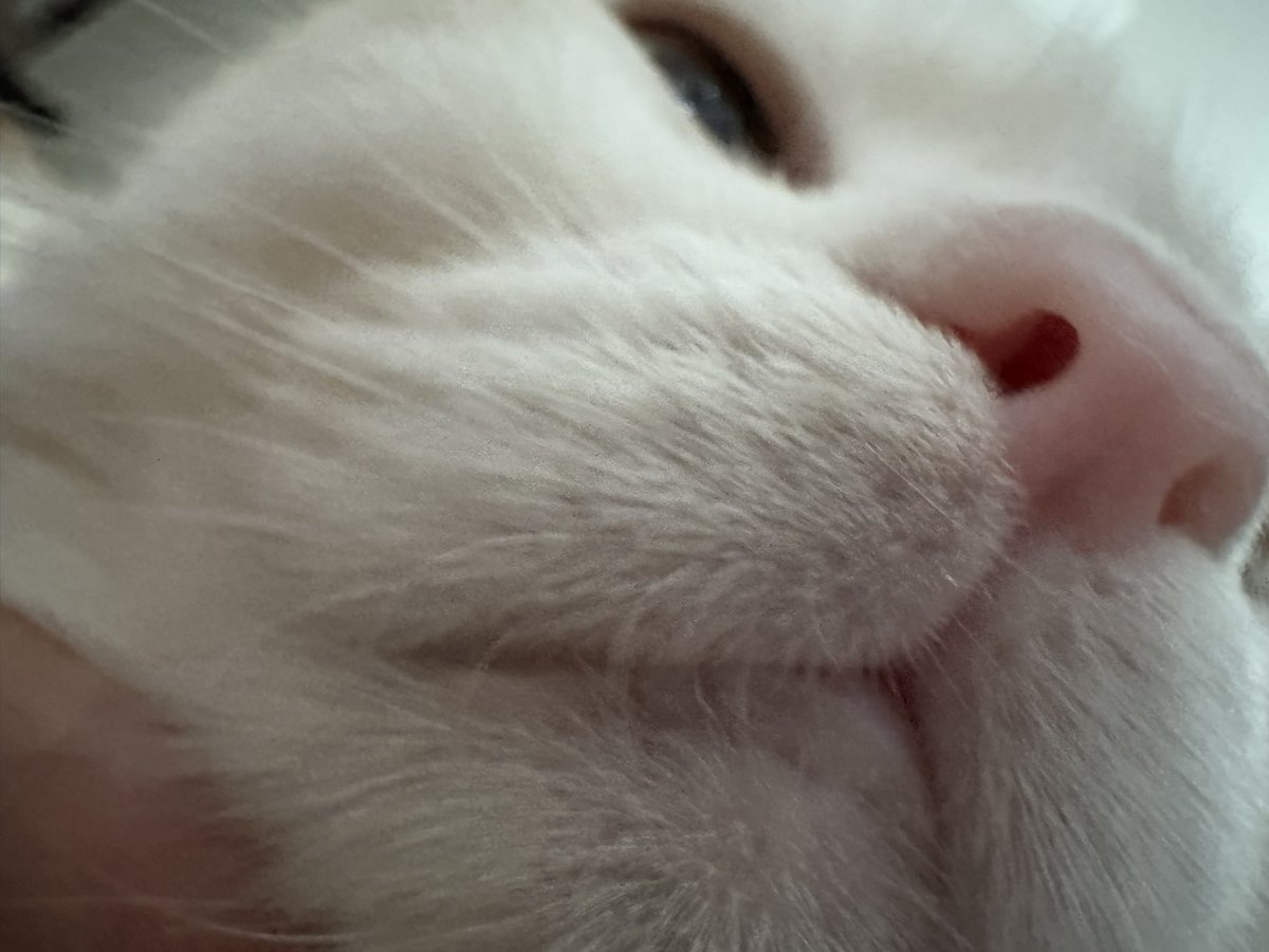 Erica_ism's tweet photo. おはぽえ🐱☀

圧で暑かった…🫠真夏の猫マフラー https://t.co/Yr81SGzudw