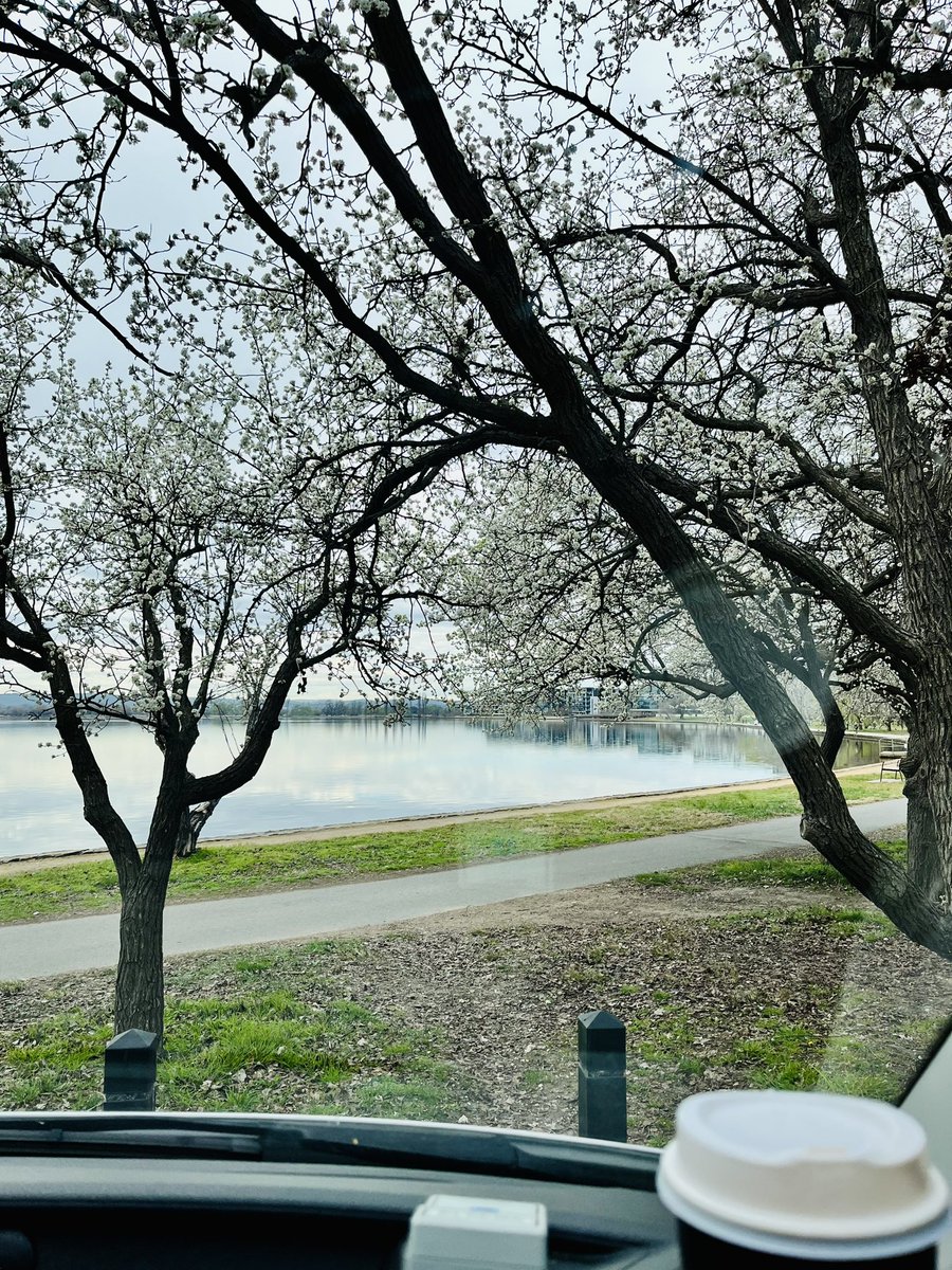 Coffee with a view 😃 #coffee #view #goodmorning #morning #cherryblossom #lakeburleygriffin #canberra #australia